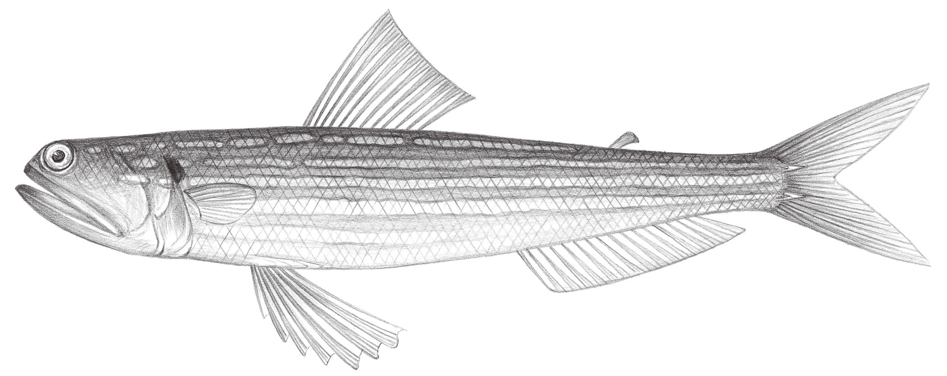 485.	大頭花桿狗母 Trachinocephalus myops (Schneider, 1801)