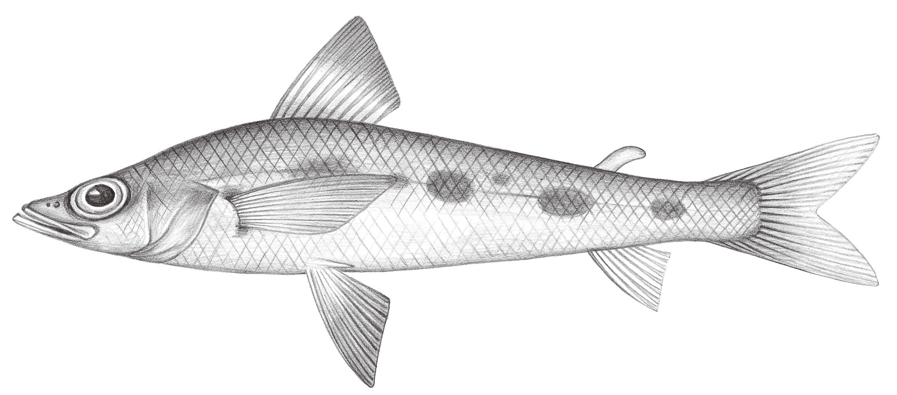 486.	尖額青眼魚 Chlorophthalmus acutiforns Hiyama, 1940