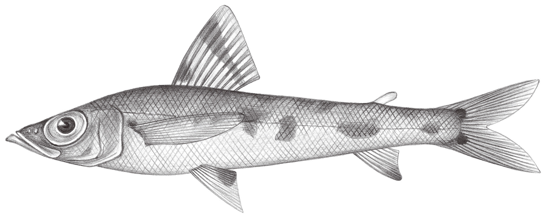 487.	大眼青眼魚 Chlorophthalmus albatrossis Jordan & Starks, 1904