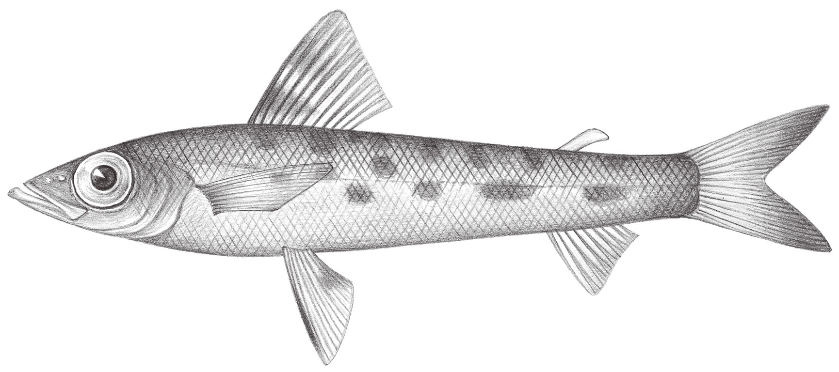 488.	尖吻青眼魚 Chlorophthalmus borealis Bonaparte, 1840