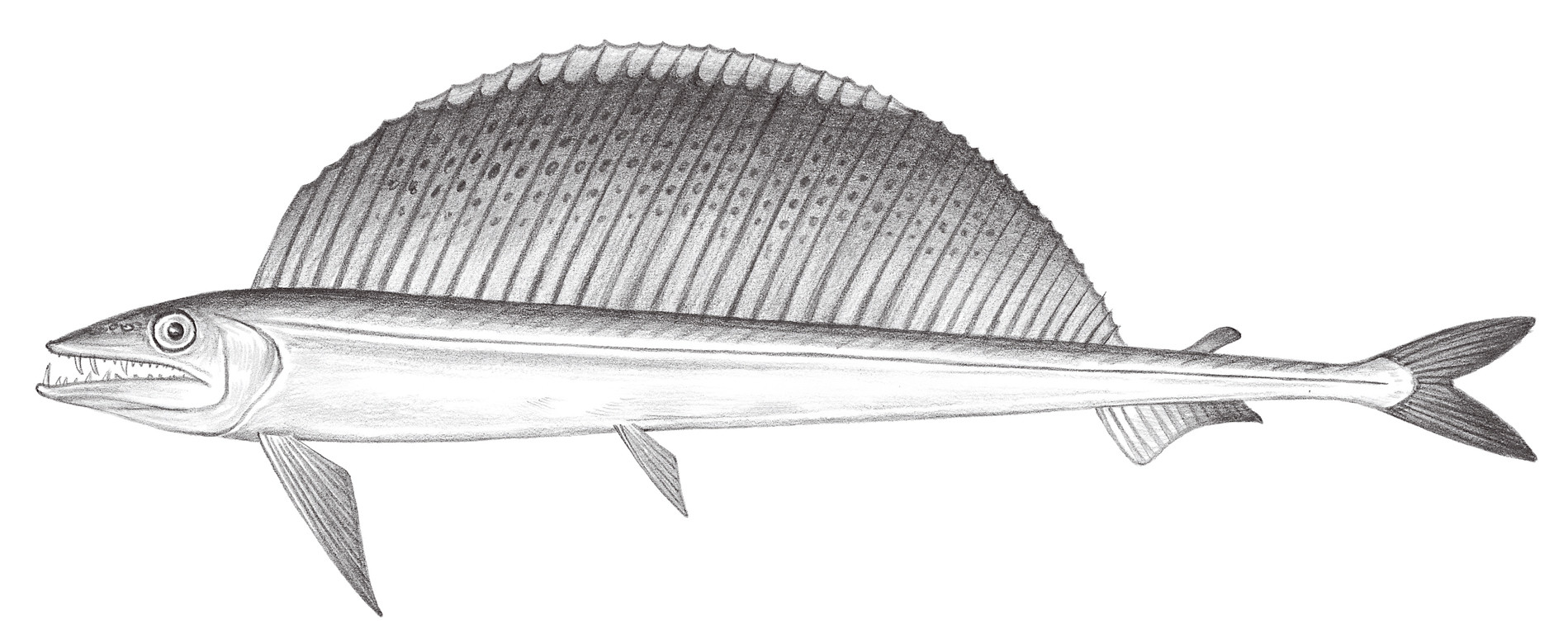 490.	帆蜥魚 Alepisaurus ferox Lowe, 1833