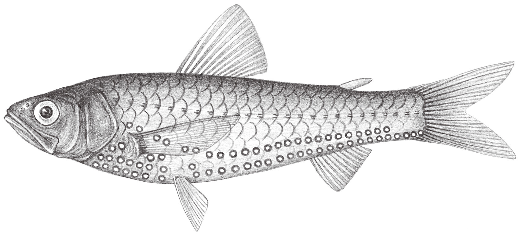 492.	短鰭新燈籠魚 Neoscopelus microchir Matsubara, 1943