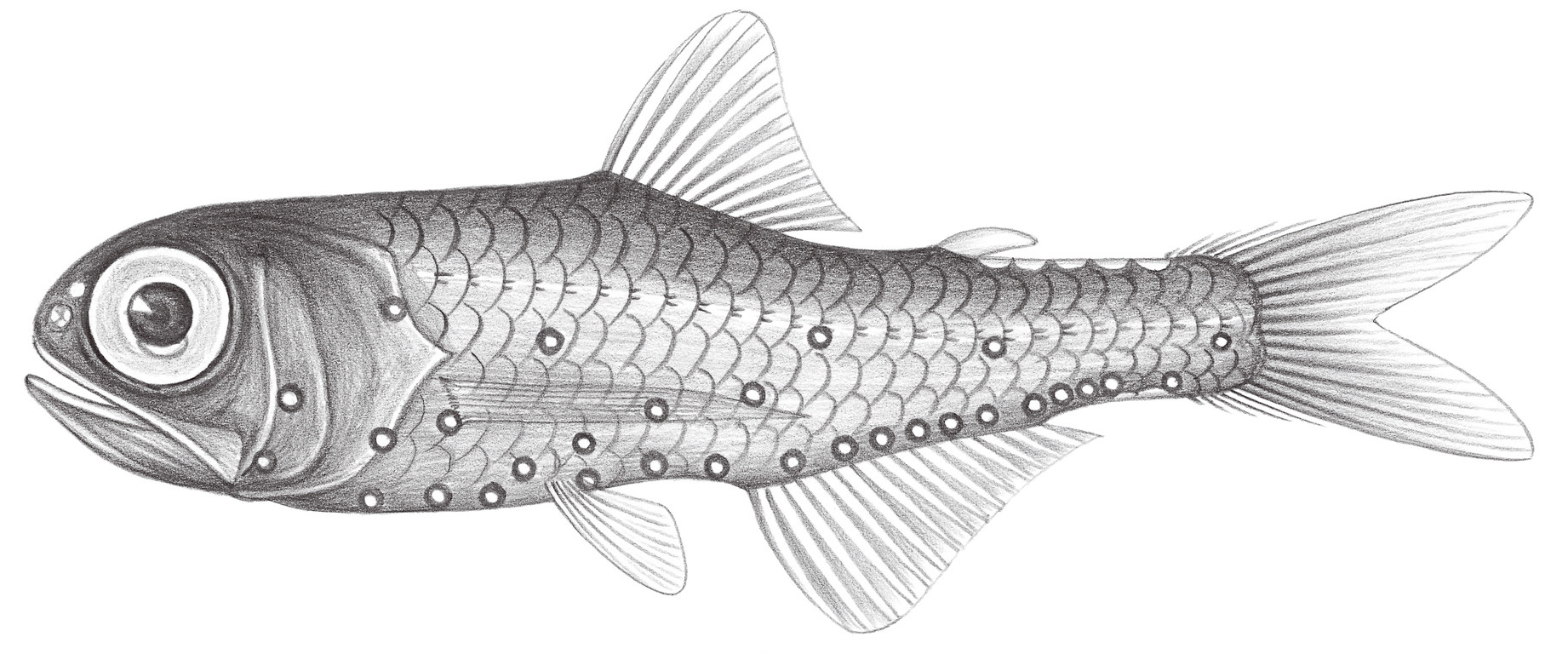 493.	帶底燈魚 Benthosema fibulatum (Gilbert & Cramer, 1897)