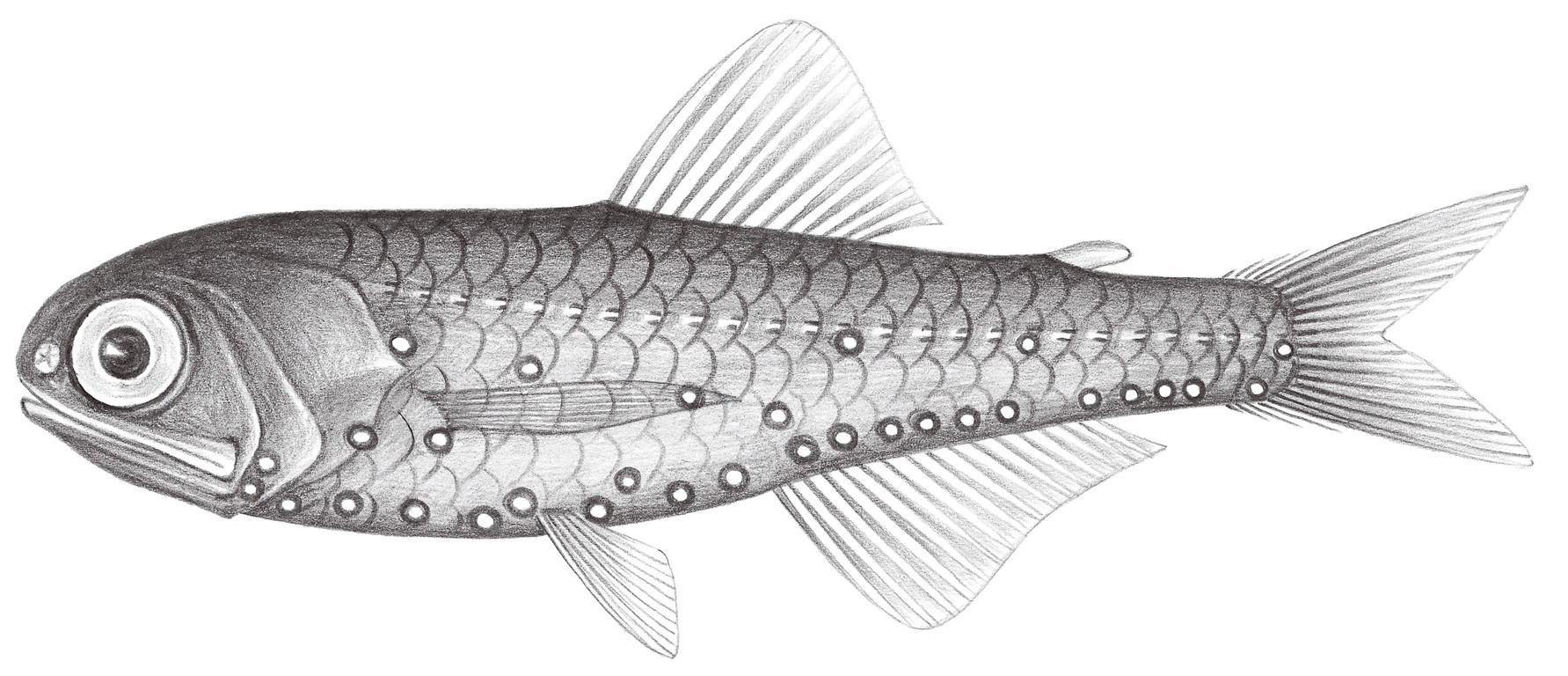494.	長鰭底燈魚 Benthosema pterotum (Alcock, 1890)