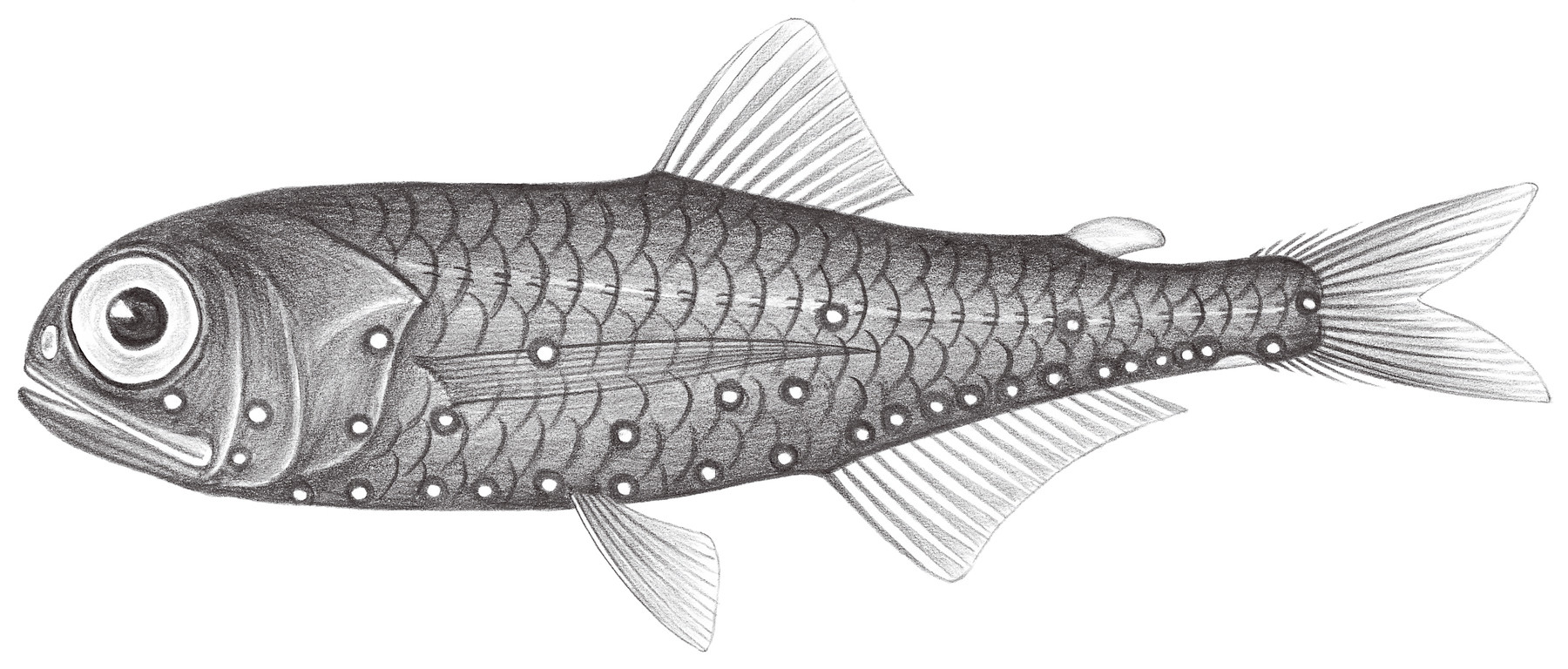 495.	耀眼底燈魚 Benthosema suborbitale (Gilbert, 1913)