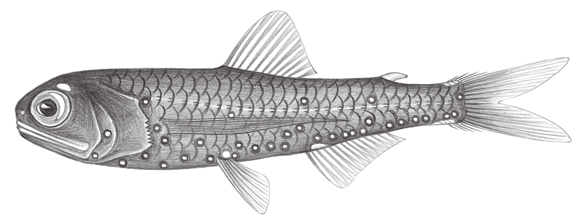 496.	長鰭虹燈魚 Bolinichthys longicipes (Brauer, 1906)