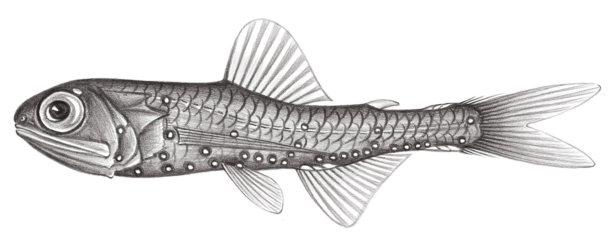 497.	側上虹燈魚 Bolinichthys supralateralis (Parr, 1928)
