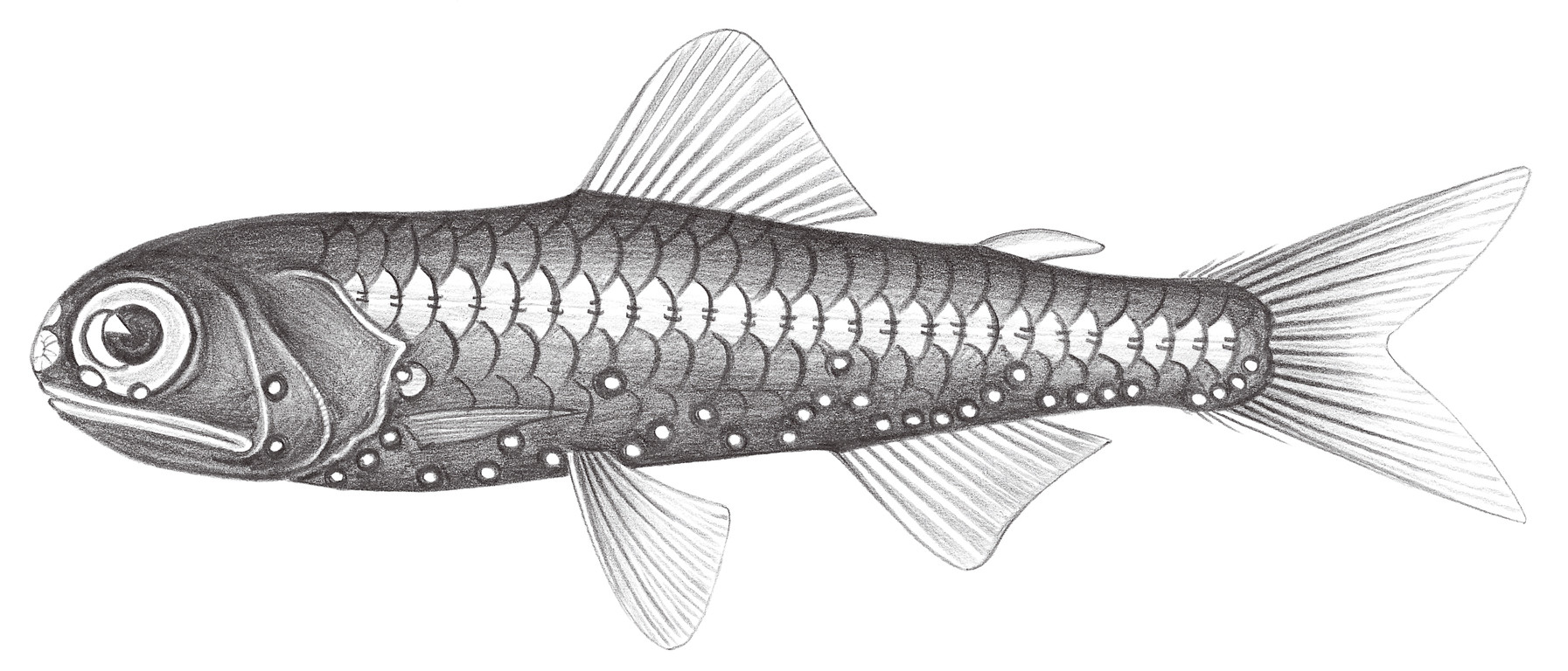 499.	長距眶燈魚 Diaphus aliciae Fowler, 1934