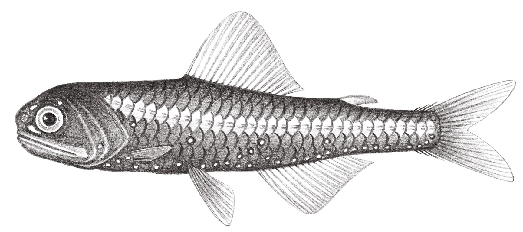 500.	藍光眶燈魚 Diaphus coeruleus (Klunzinger, 1871)