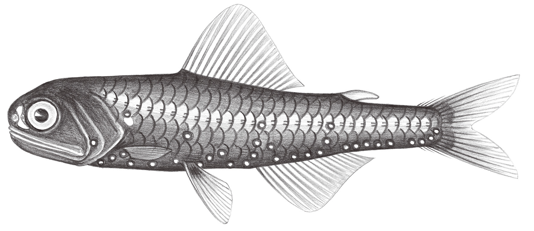 	501.	弱眶燈魚 Diaphus fragilis Taning, 1928