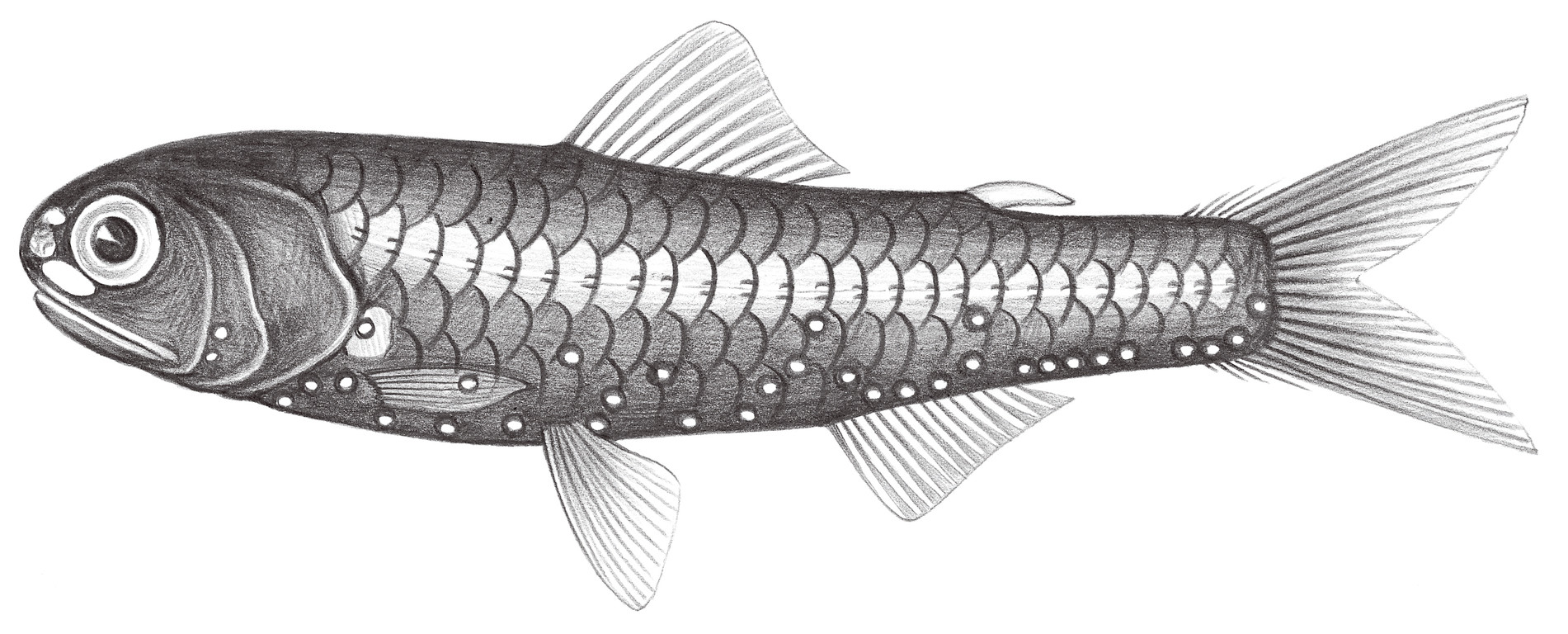 502.	燦爛眶燈魚 Diaphus fulgens (Brauer, 1904)