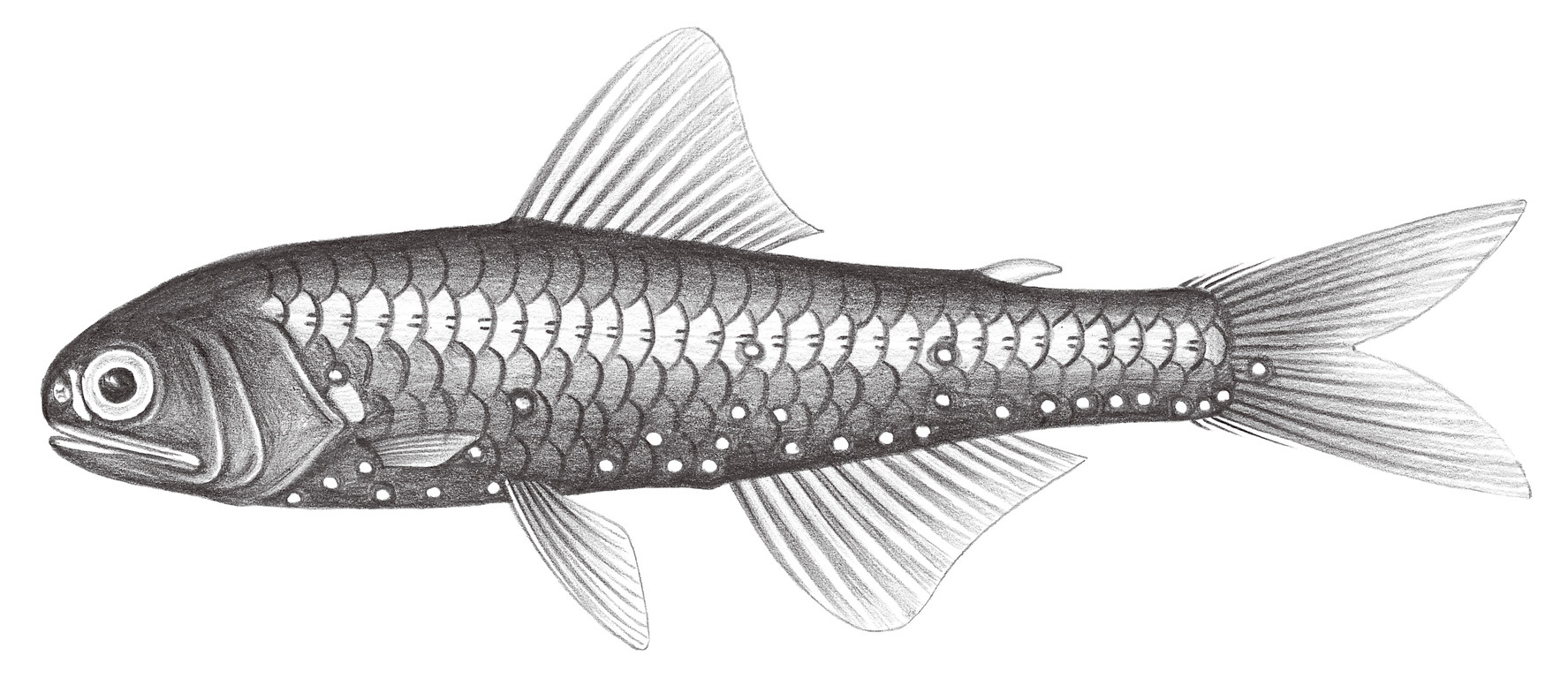 503.	亮胸眶燈魚（葛氏眶燈魚） Diaphus garmani Gilbert, 1906