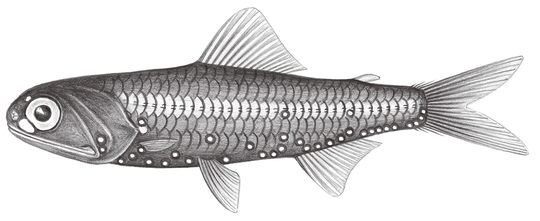 504.	奈氏眶燈魚 Diaphus knappi Nafpaktitis, 1978