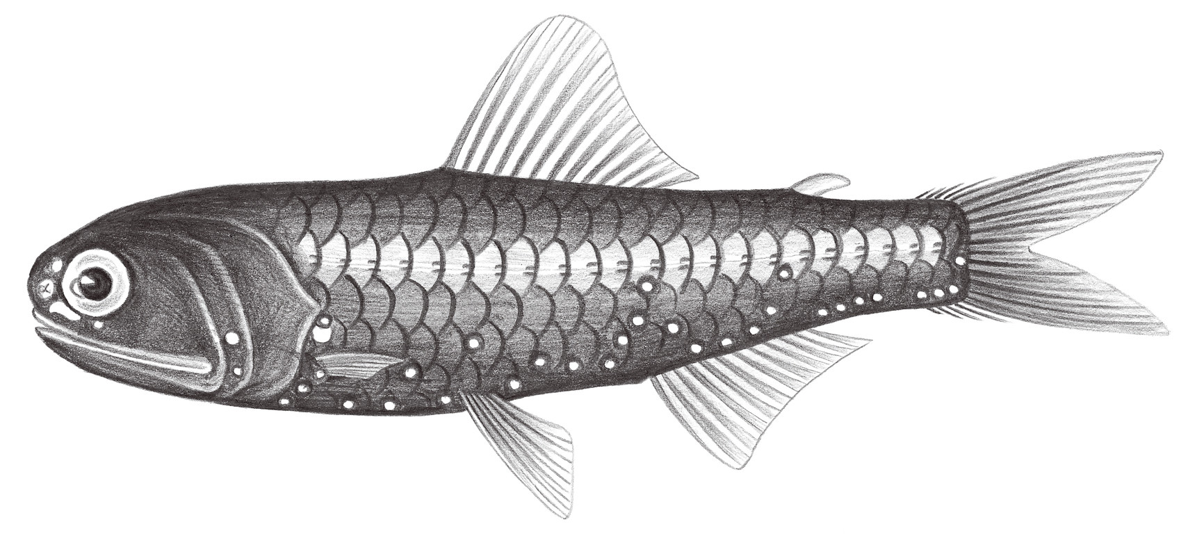 505.	黑潮眶燈魚 Diaphus kuroshio Kawaguchi & Nafpaktitis, 1978