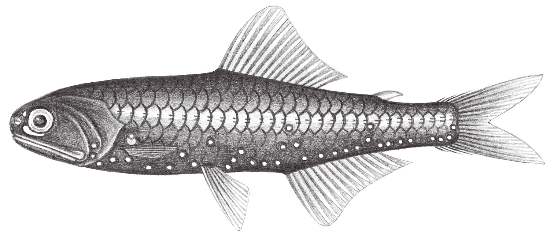 506.	呂氏眶燈魚 Diaphus luetkeni (Brauer, 1904)