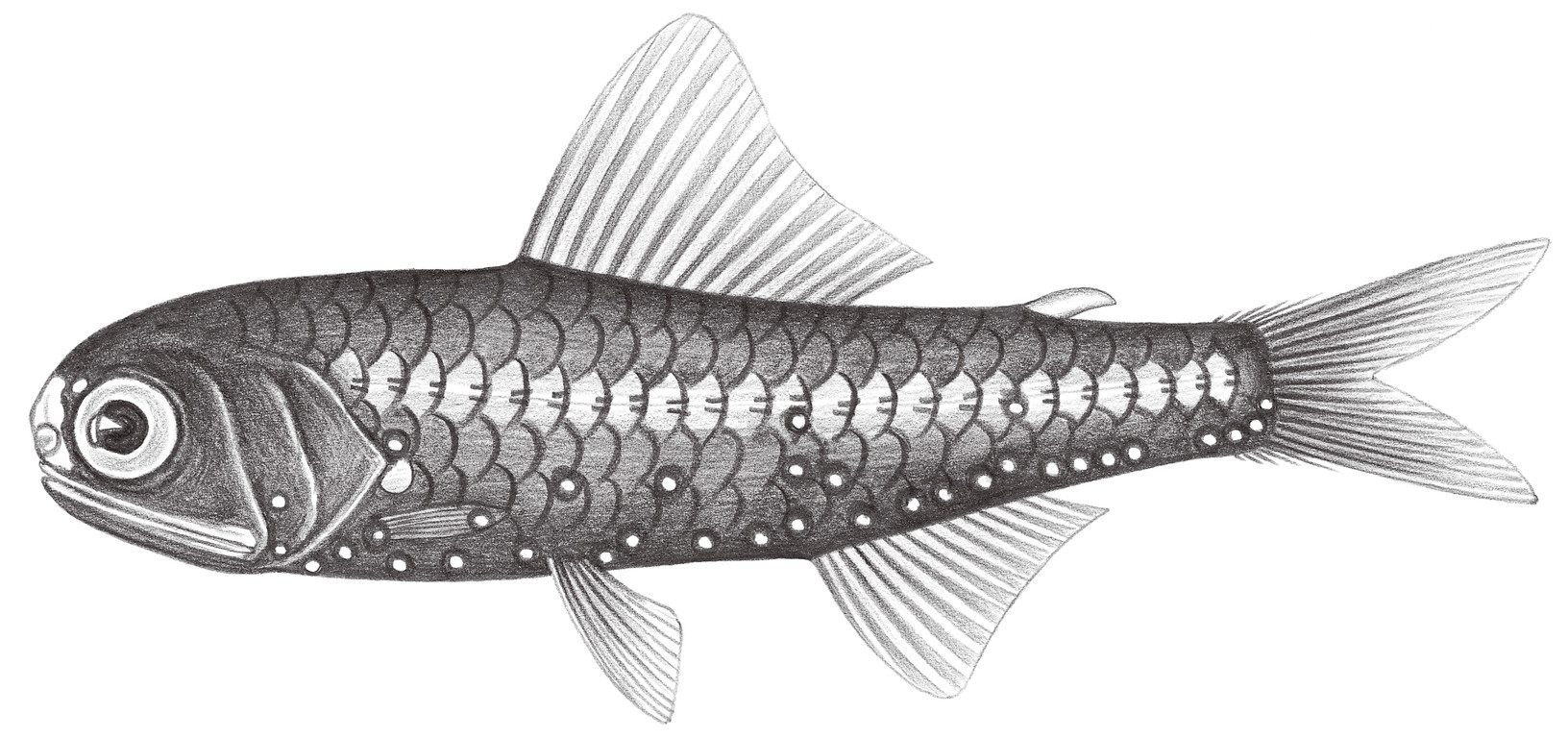 507.	明眶燈魚 Diaphus perspicillatus (Ogilby, 1898)