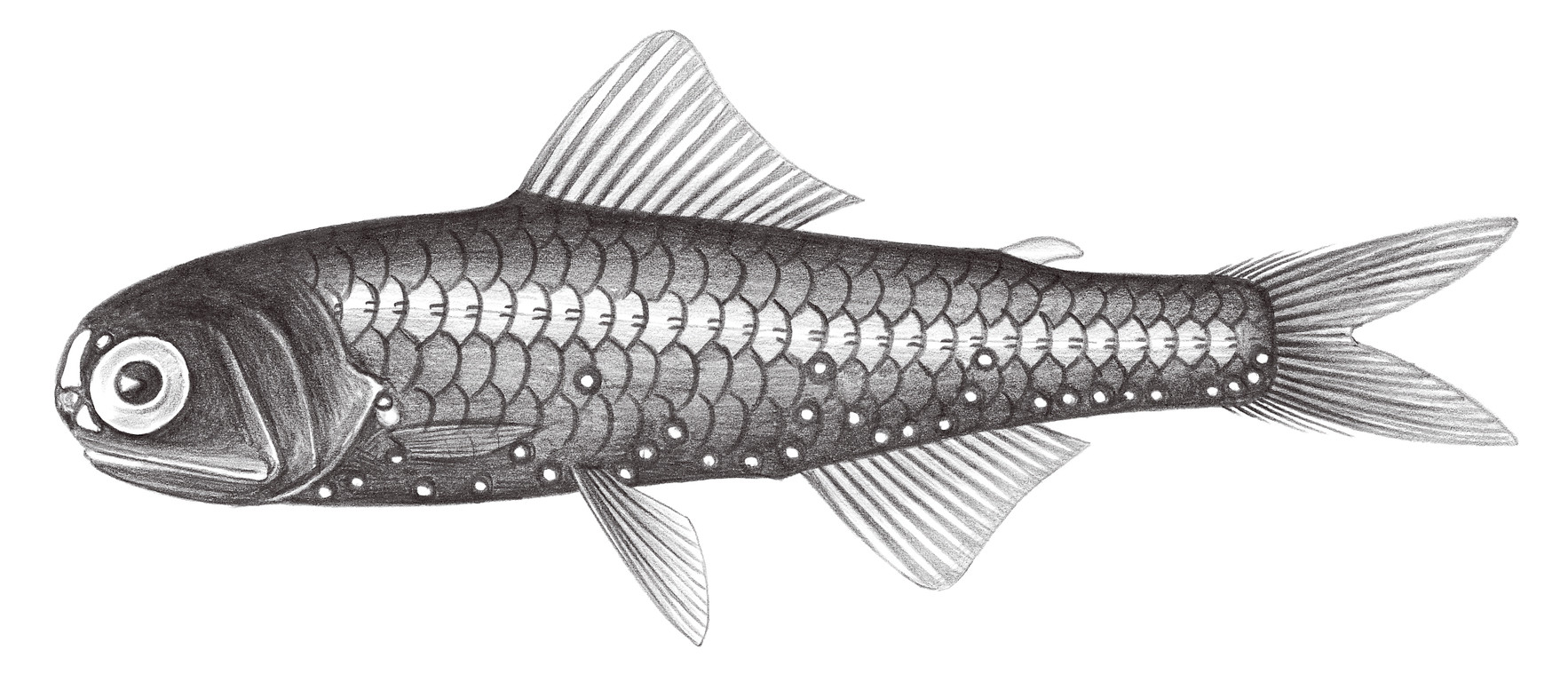 508.	費氏眶燈魚 Diaphus phillipsi Fowler, 1934