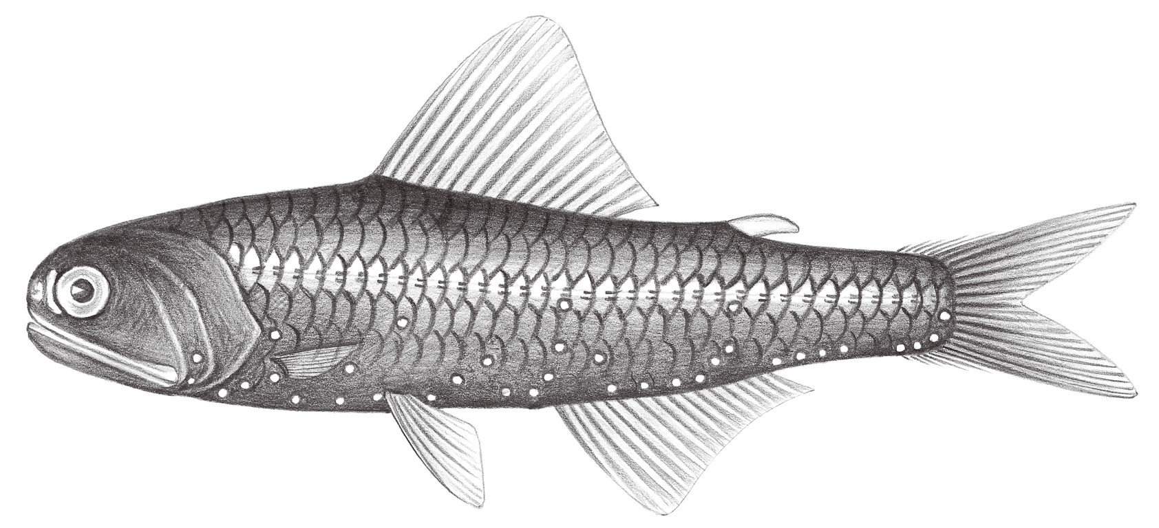 509.	疑眶燈魚 Diaphus problematicus Parr, 1928