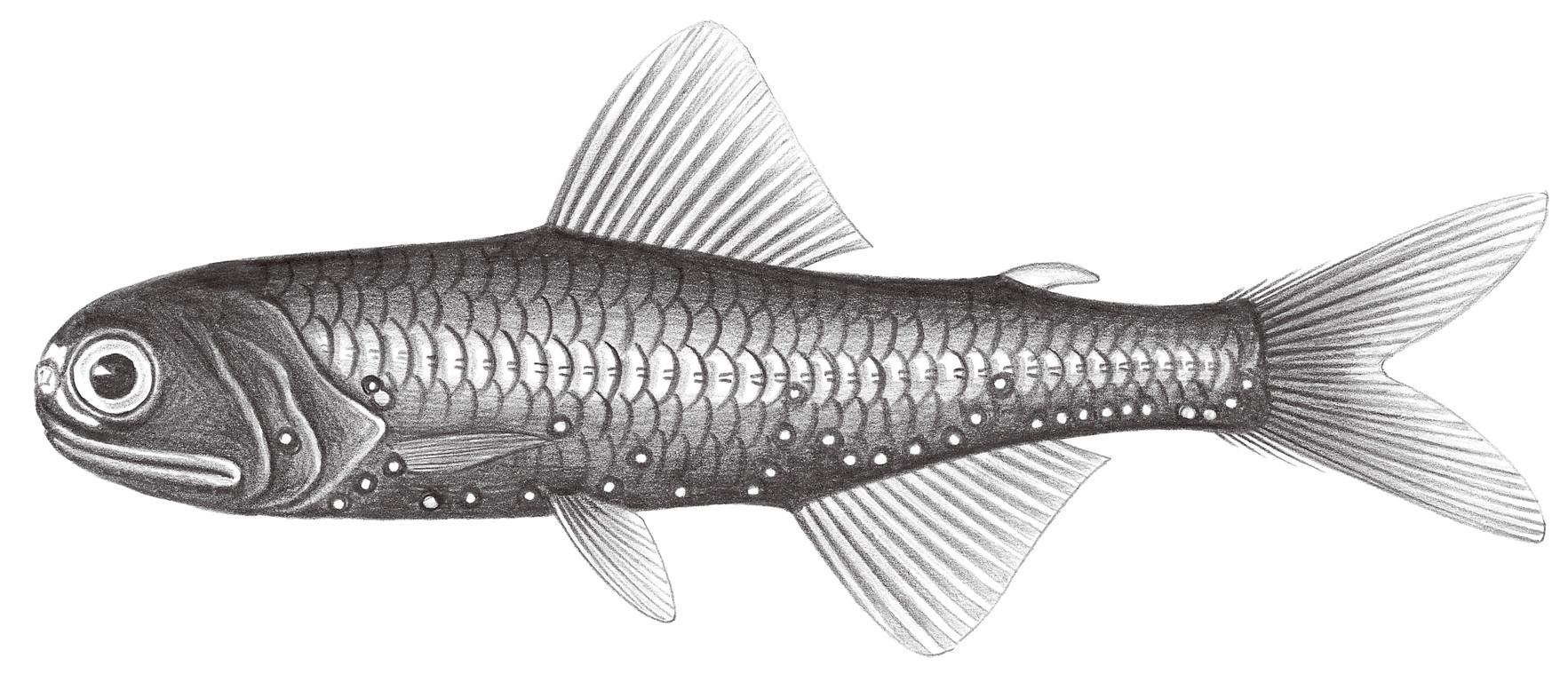 510.	相模灣眶燈魚 Diaphus sagamiensis Gilbert, 1913