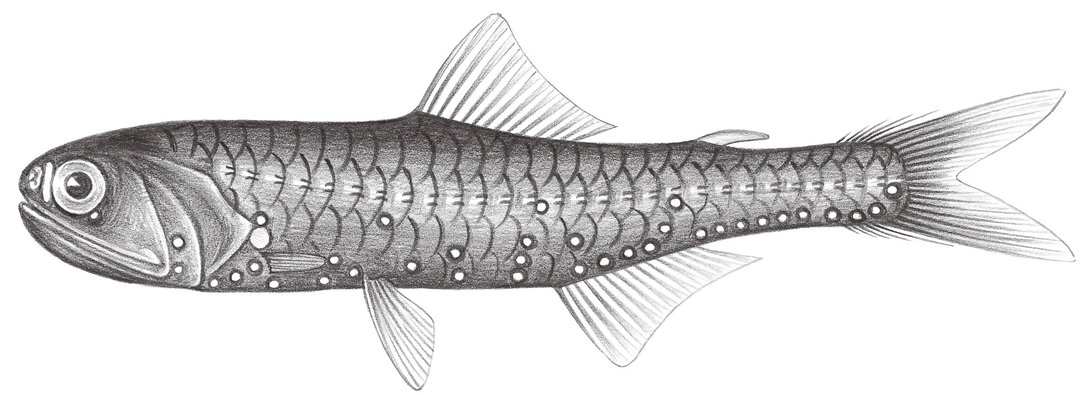 512.	叉尾眶燈魚 Diaphus signatus Gilbert, 1908