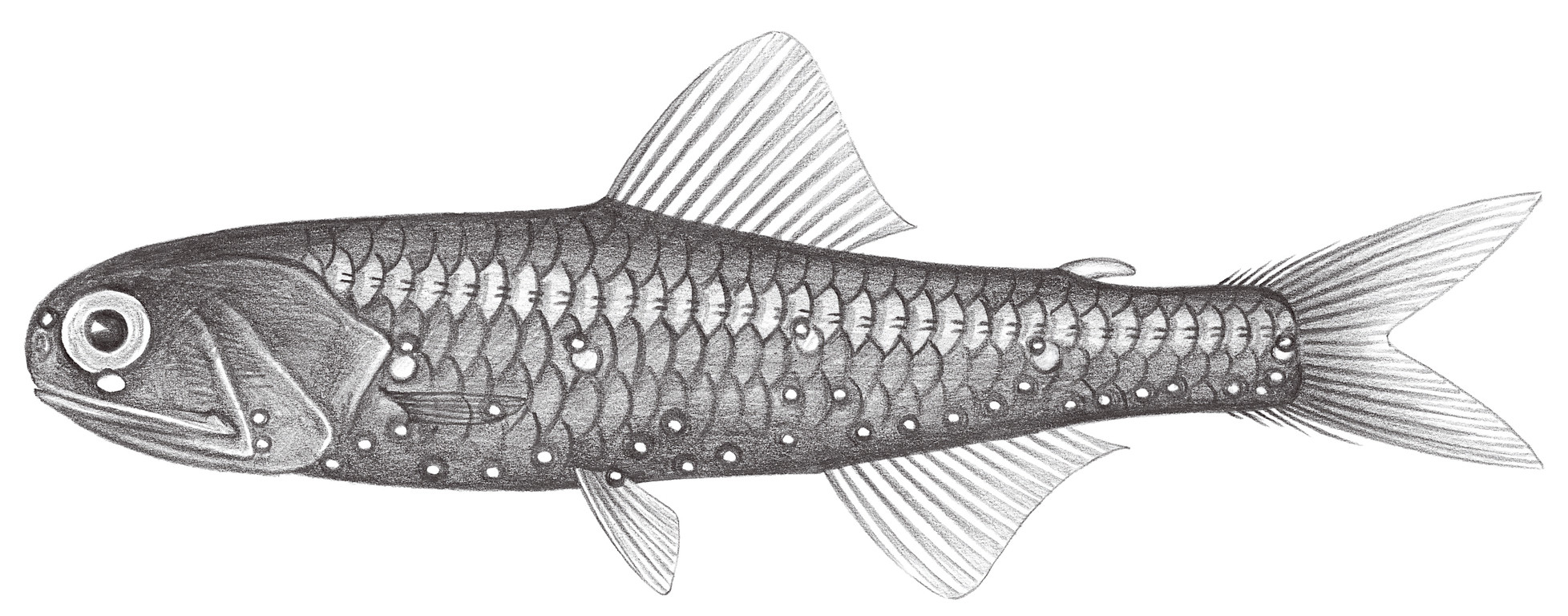 514.	眼下眶燈魚 Diaphus suborbitalis Weber, 1913
