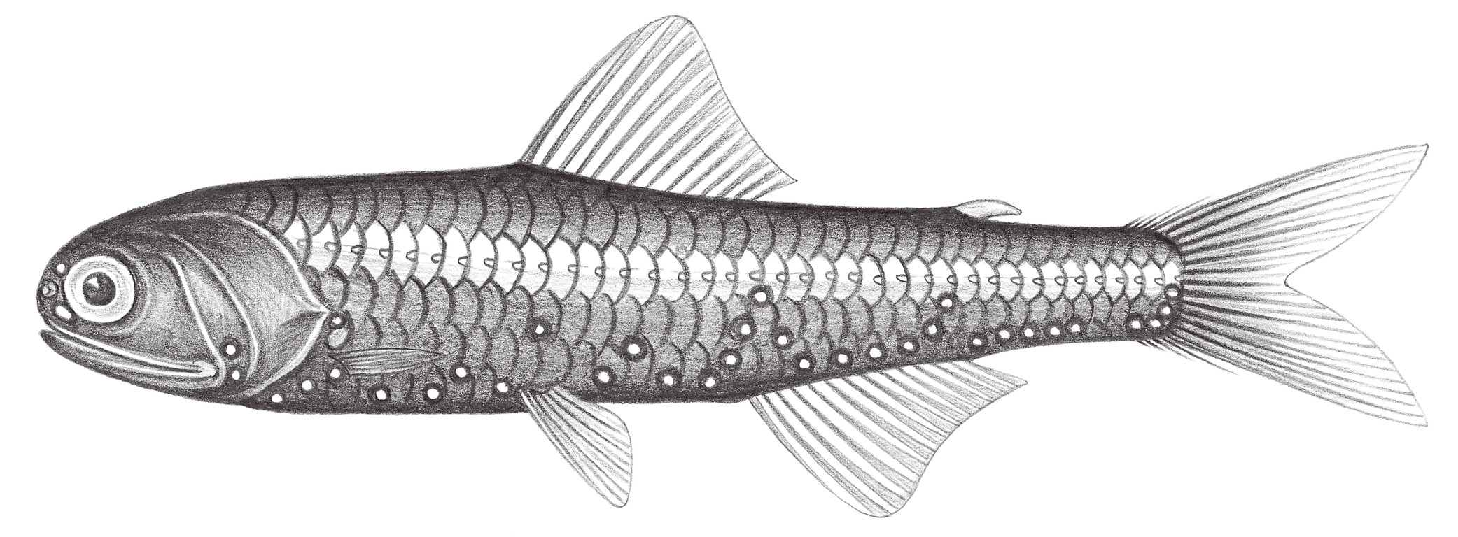 515.	渡瀨氏眶燈魚 Diaphus watasei Jordan & Starks, 1904