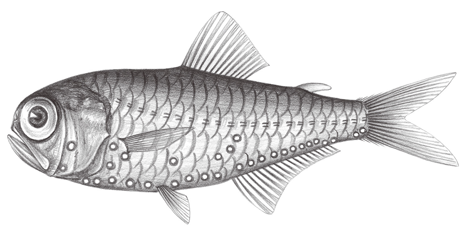 517.	高體電燈魚 Electrona risso (Cocco, 1829)