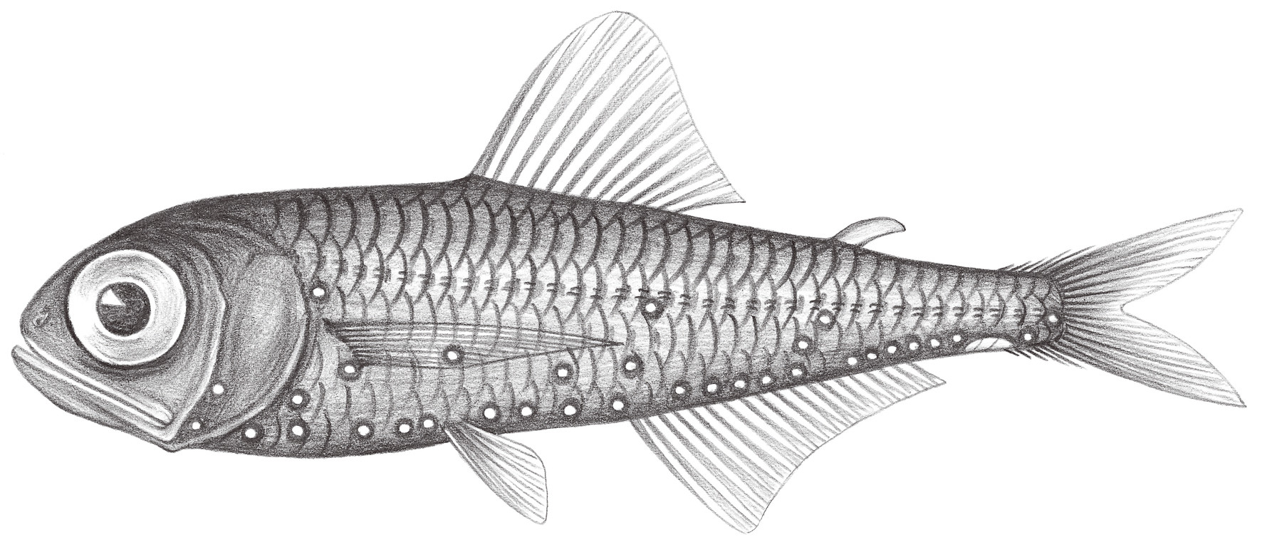 518.	近壯燈魚 Hygophum proximum Becker, 1936