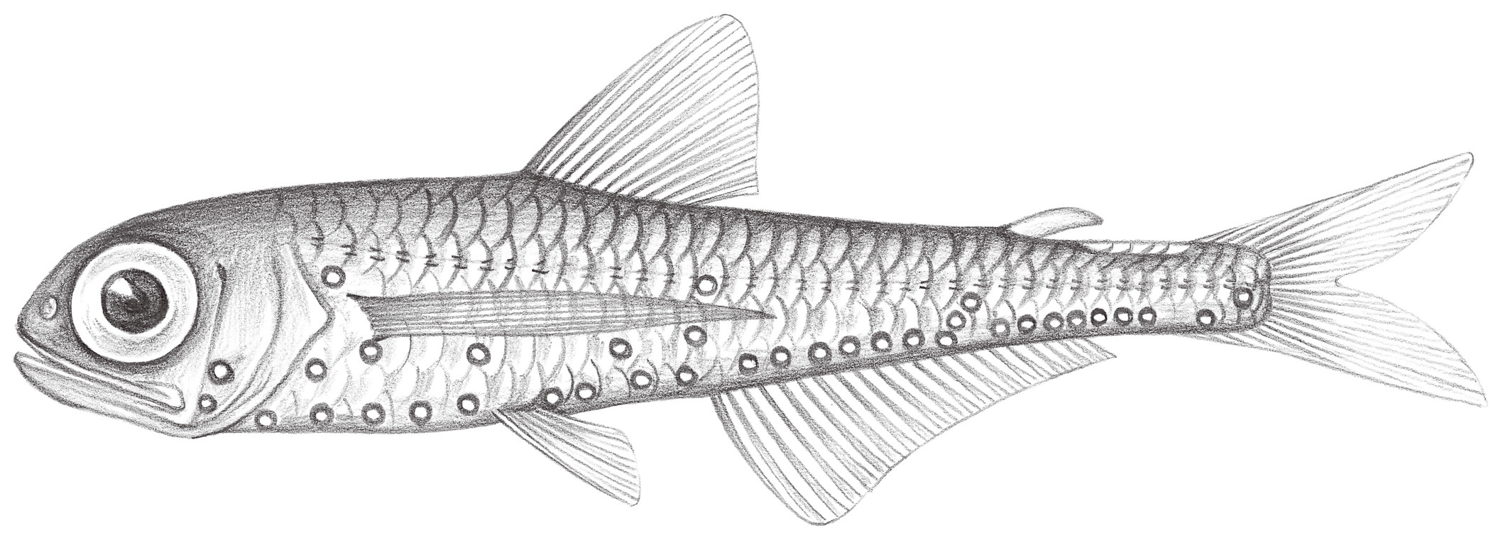 519.	萊氏壯燈魚 Hygophum reinhardtii (Lülken, 1892)