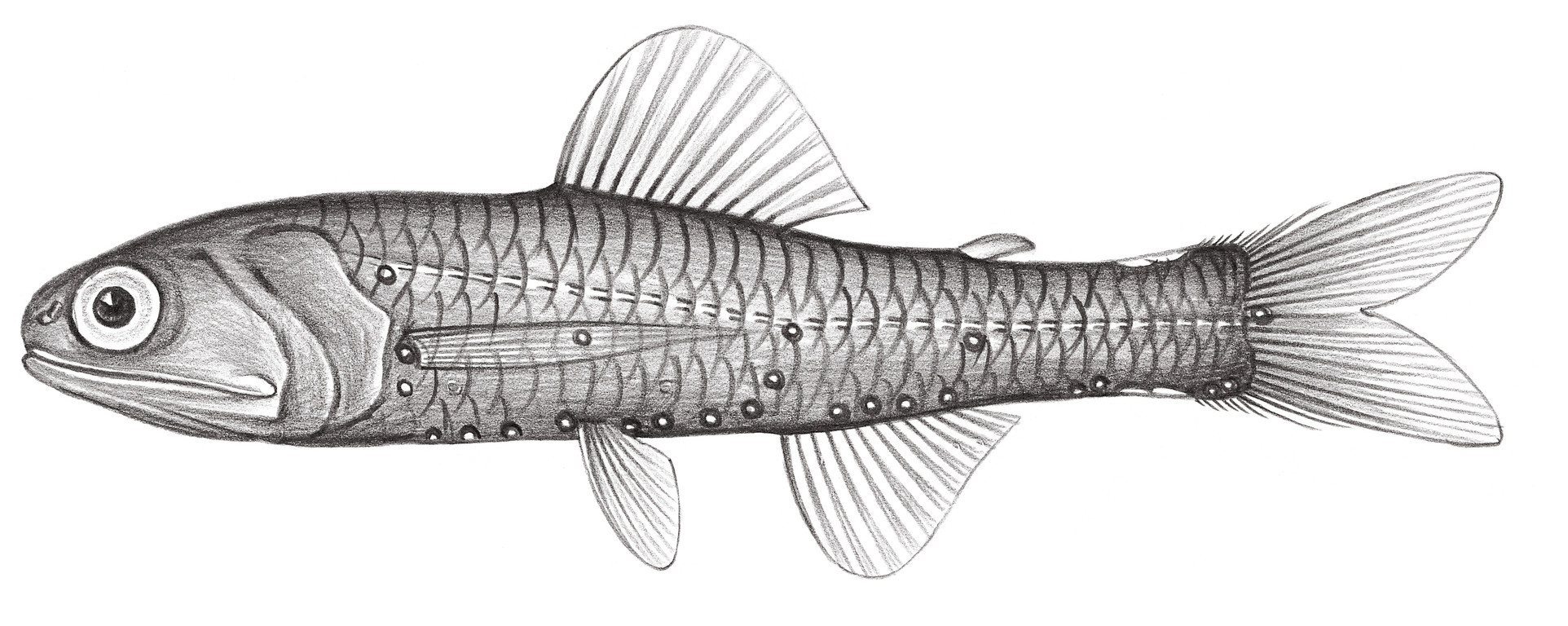 520.	糙炬燈魚 Lampadena anomala Parr, 1928