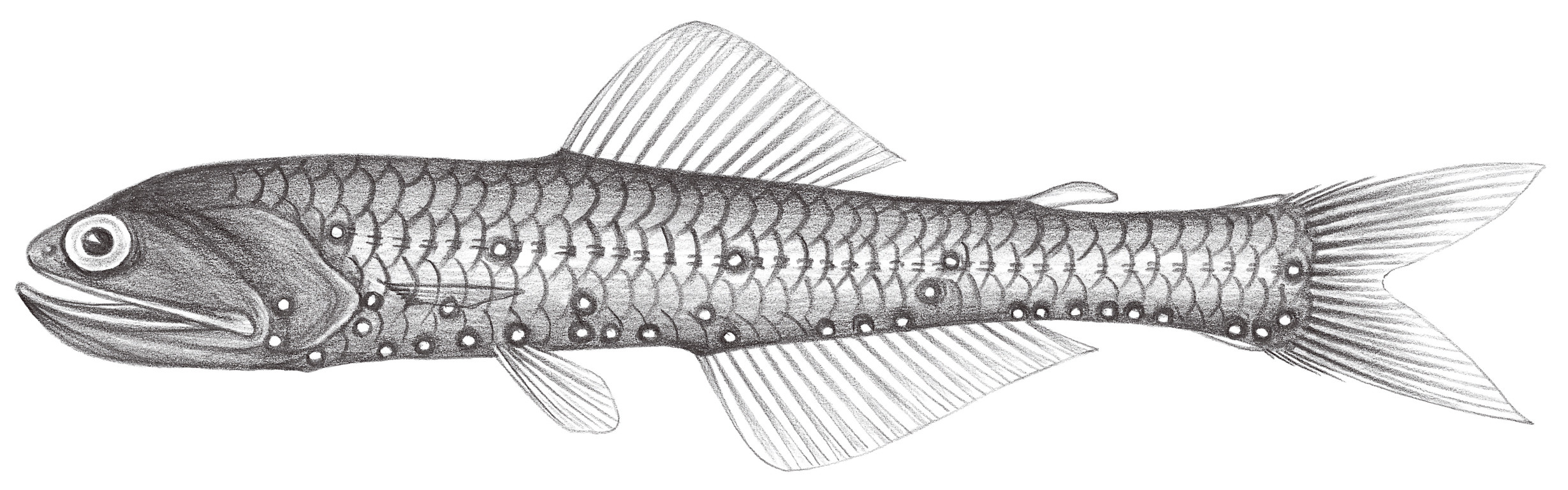 522.	黑體珍燈魚 Lampanyctus niger (Günther, 1887)