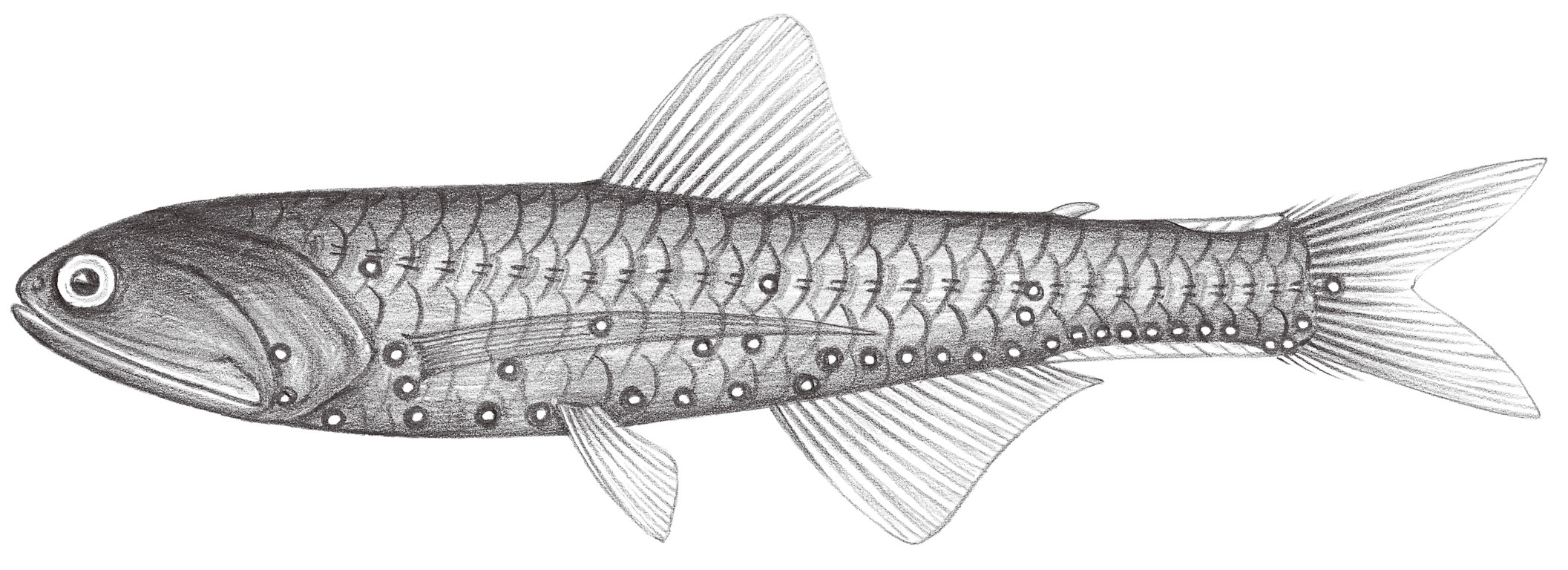 523.	名珍燈魚 Lampanyctus nobilis Tåning, 1928