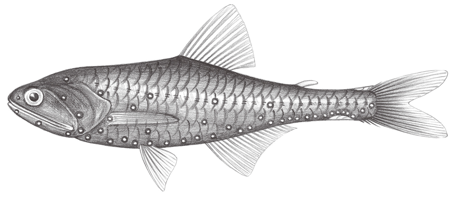 524.	圖氏珍燈魚 Lampanyctus turneri (Fowler, 1934)