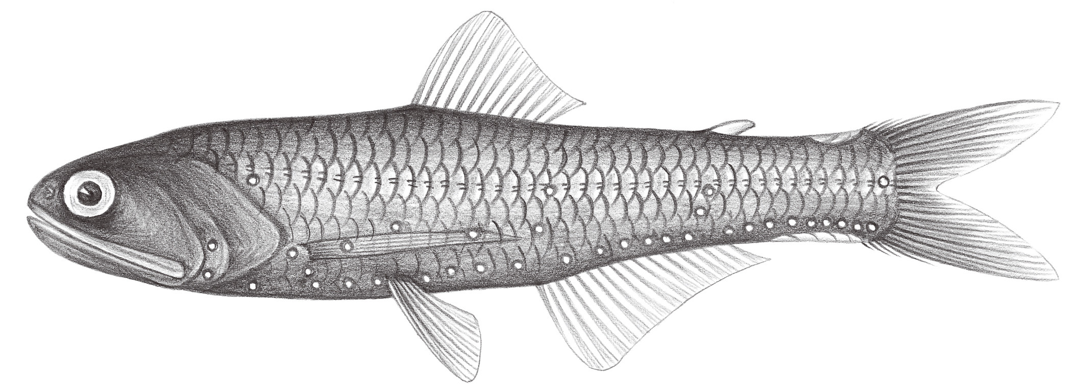 525.	天紐珍燈魚 Lampanyctus tenuiformis (Brauer, 1906)