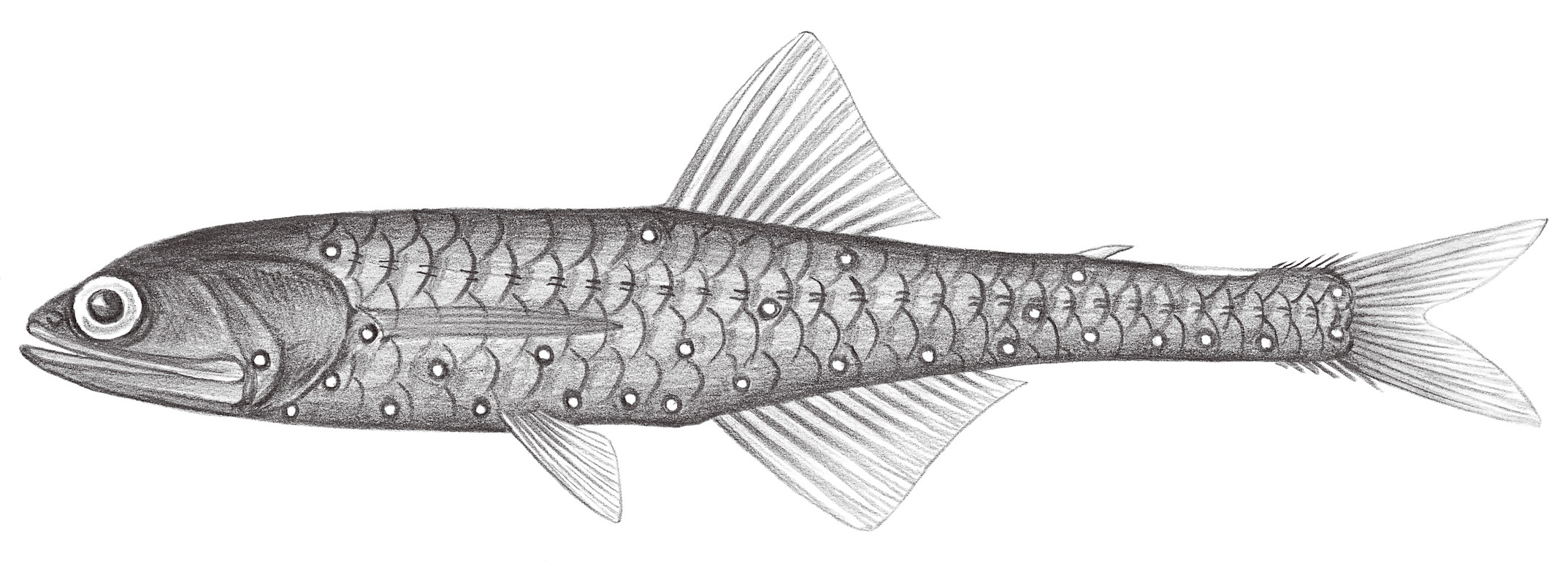 532.	尖吻背光魚 Notolychnus valdiviae (Brauer, 1904)
