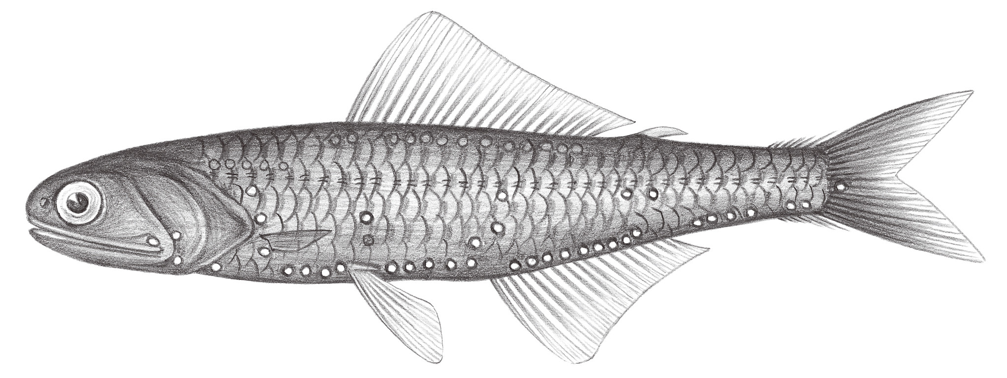 534.	閃光背燈魚 Notoscopelus resplendens (Richardson, 1845)