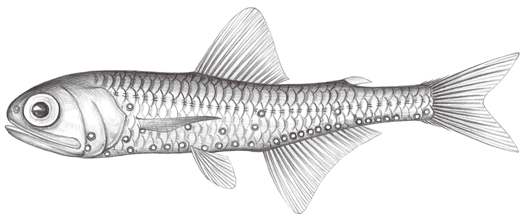 535.	埃氏標燈魚 Symbolophorus evermanni (Gilbert, 1905)