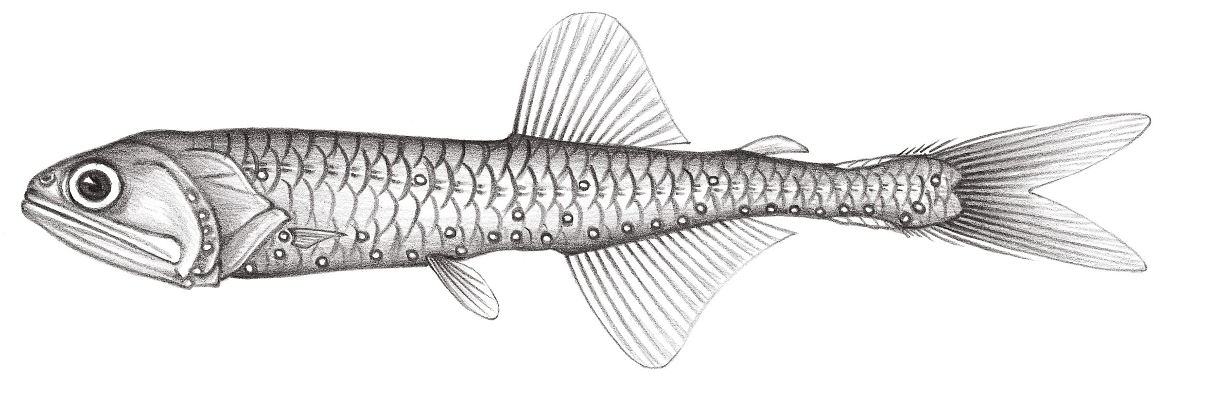 536.	黑尾燈魚 Triphoturus nigrescens (Brauer, 1904)