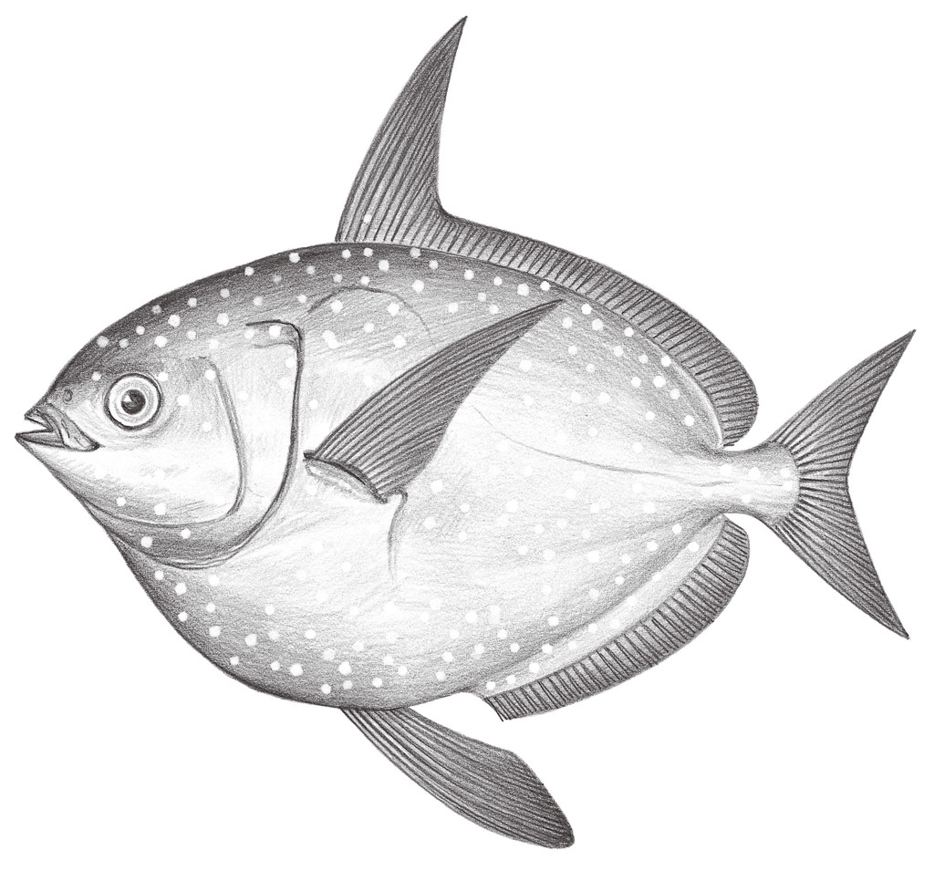 538.	月魚 Lampris guttatus (Brünnich, 1799)