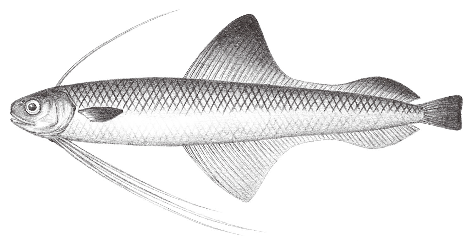 545.	麥氏海鰗鰍 Bregmaceros macclelandii Thompson, 1840