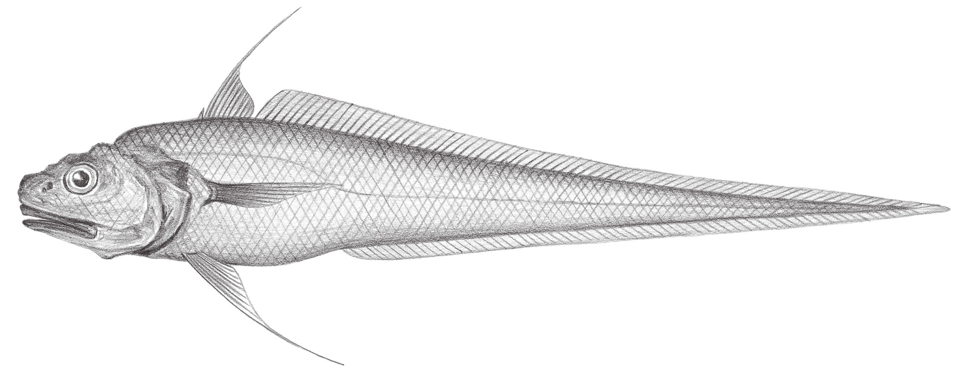548.	寬頭底尾鱈 Bathygadus antrodes (Jordan & Gilbert, 1904)