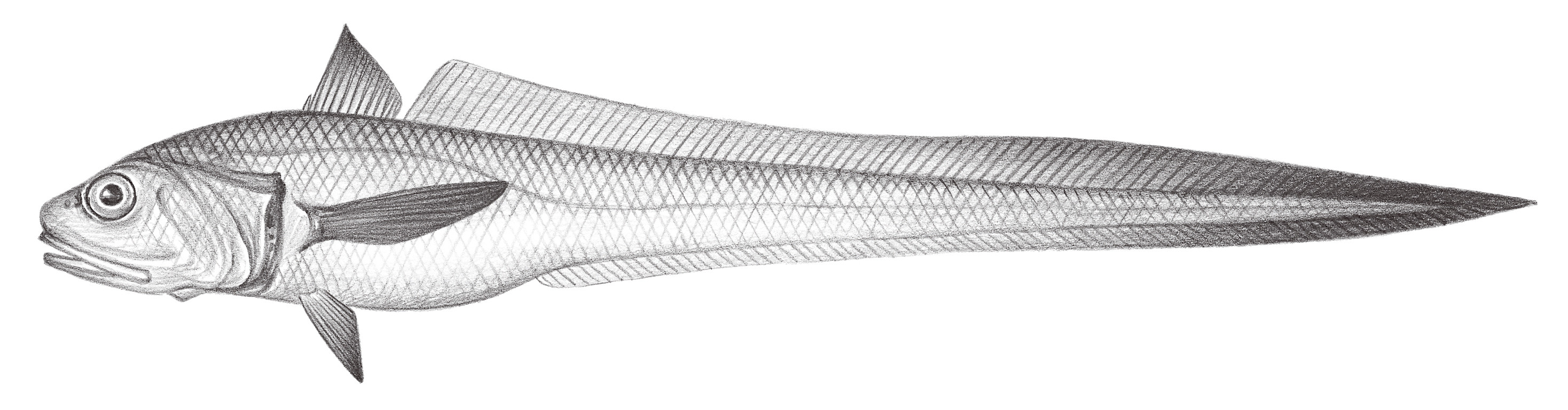 550.	日本底尾鱈 Bathygadus nipponicus (Jordan & Gilbert, 1904)