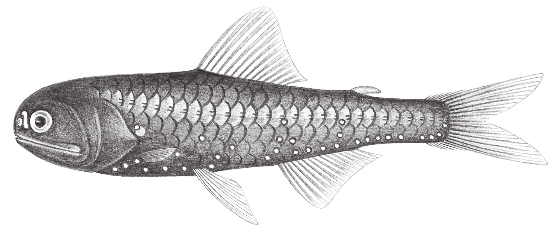 511.	史氏眶燈魚 Diaphus schmidti Tåning, 1932