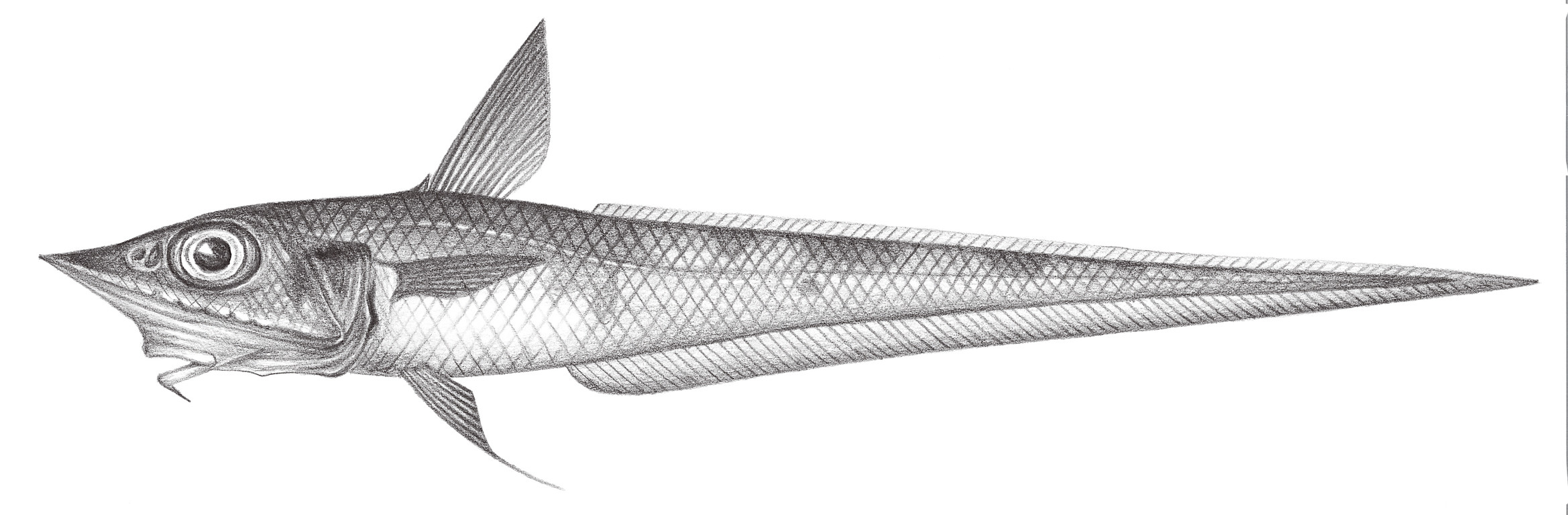 552.	鴨嘴腔吻鱈 Caelorinchus anatirostris Jordan & Gilbert, 1902