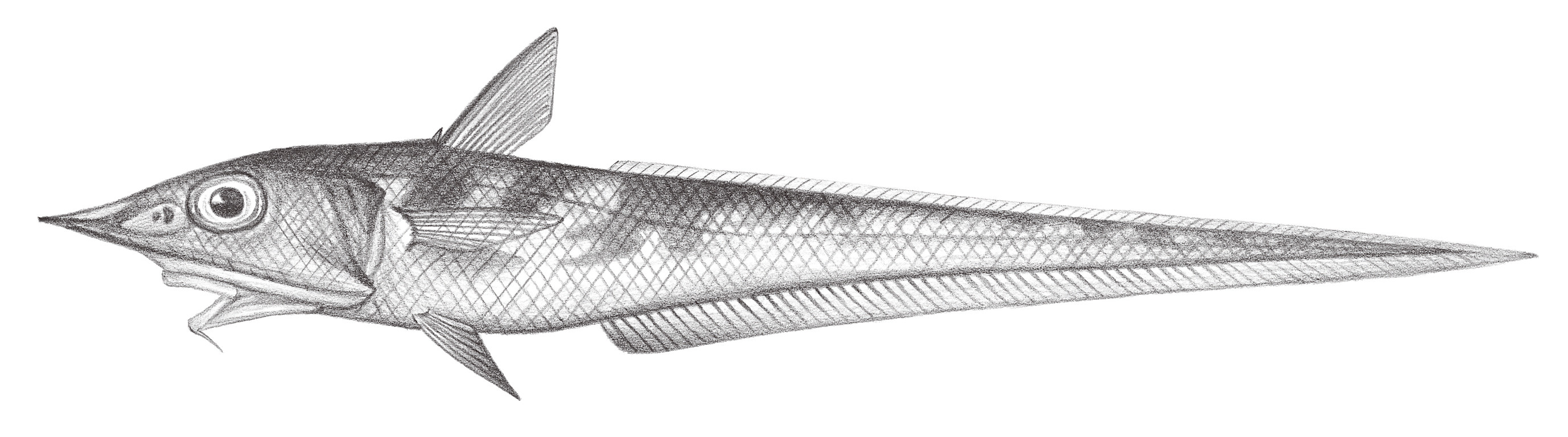 556.	台灣腔吻鱈 Caelorinchus formosanus Okamura, 1964