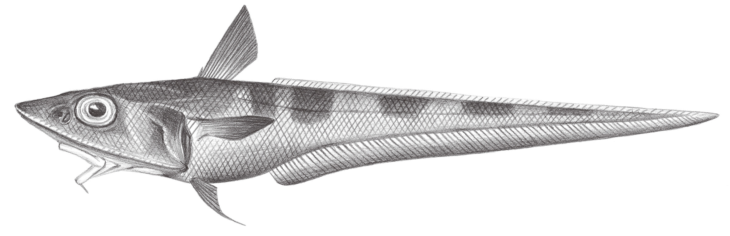 558.	六帶腔吻鱈 Caelorinchus hexafasciatus Okamura, 1982