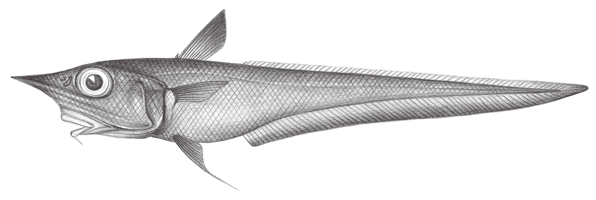 560.	日本腔吻鱈 Caelorinchus japonicus (Temminck & Schlegel, 1846)