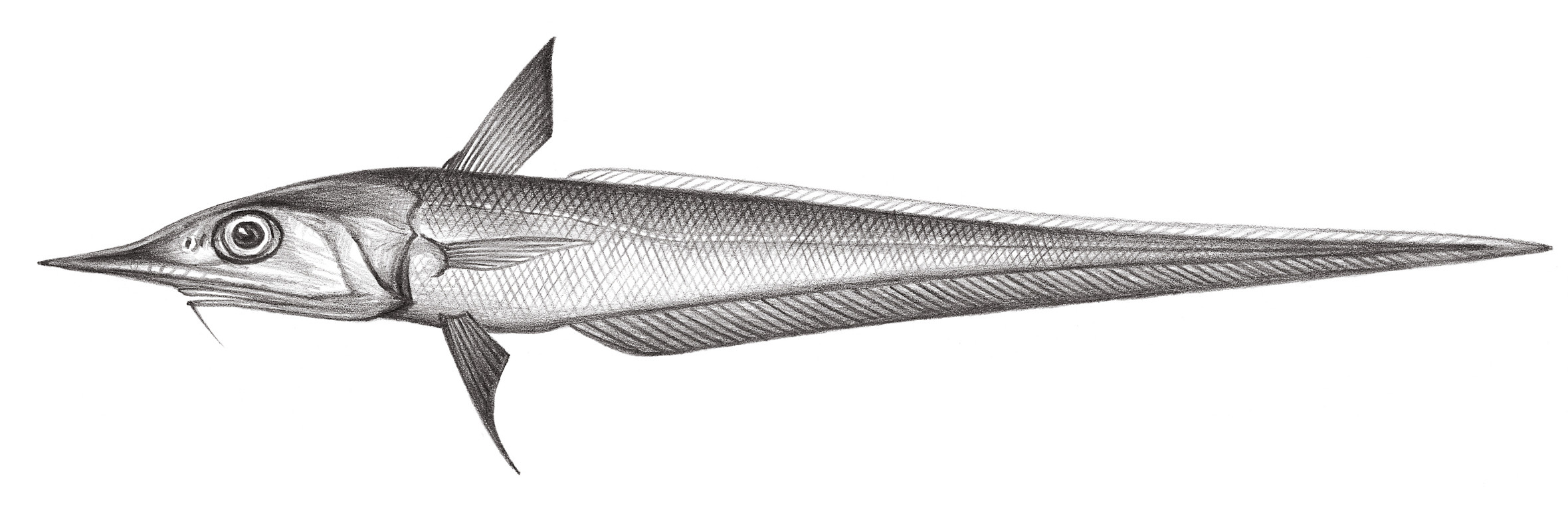 563.	窄腔吻鱈 Caelorinchus leptorhinus Chiou, Iwamoto & Shao, 2002