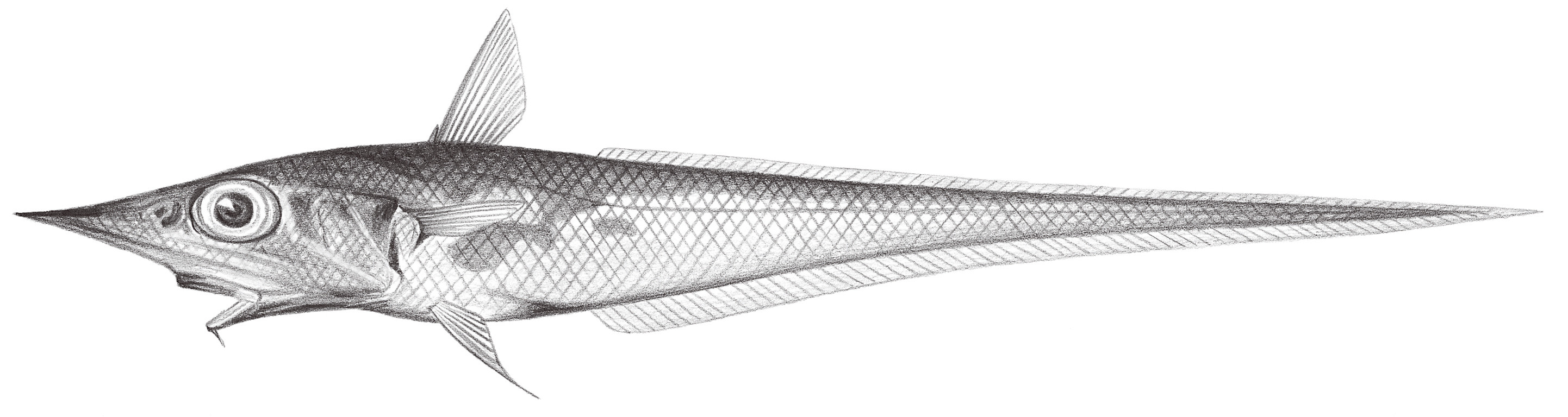 564.	長腔吻鱈 Caelorinchus longissimus Matsubara, 1943