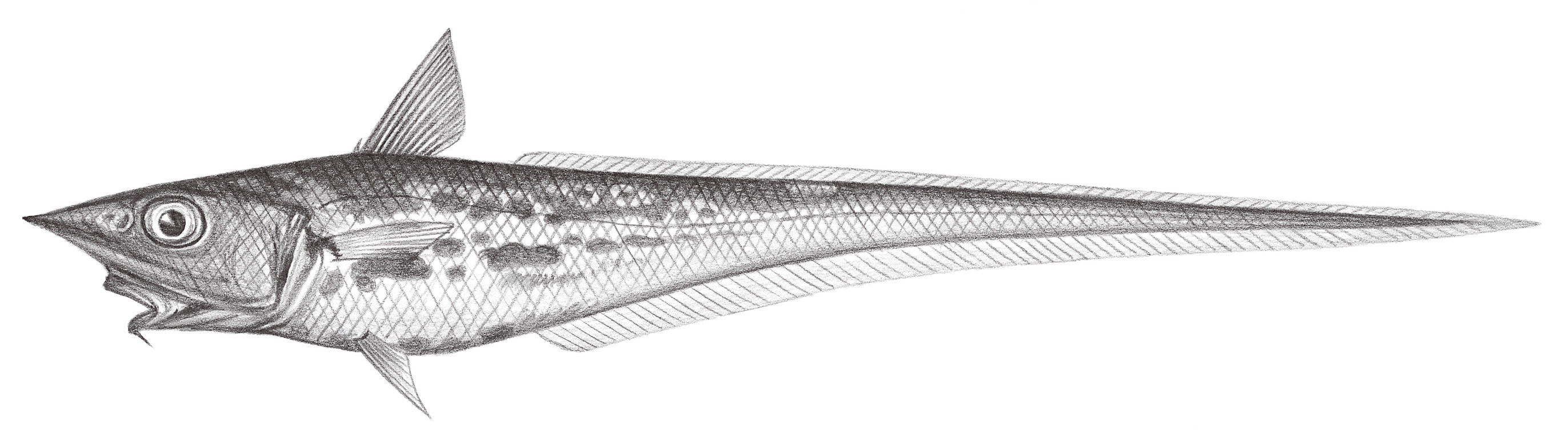 565.	多棘腔吻鱈 Caelorinchus multispinulosus Katayama, 1942
